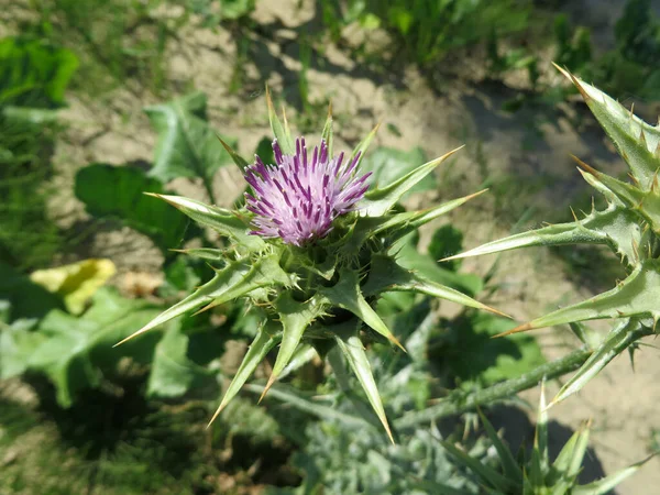 Cardo Leite Silybum Marianum — Fotografia de Stock