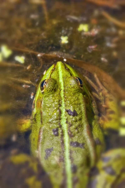 绿食性青蛙 欧洲青蛙 普通水蛙 — 图库照片