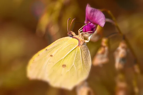 Vue Rapprochée Beau Papillon Coloré — Photo