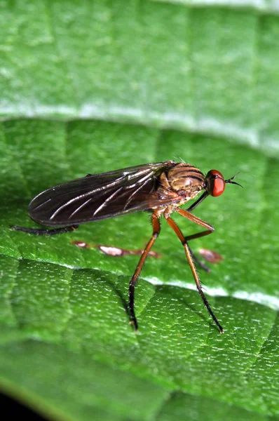 Dansande Fluga Ett Löv — Stockfoto