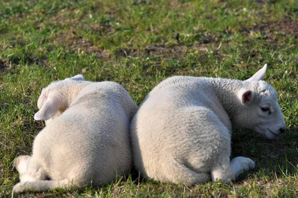 Deux Jeunes Moutons Blancs Sur Une Prairie — Photo