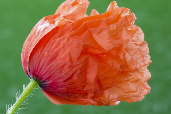 Vue Rapprochée Belles Fleurs Pavot Sauvage — Photo