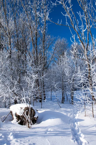 Huellas Nieve Paisaje Invernal Bosque — Foto de Stock