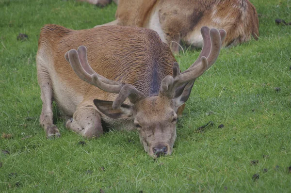 Rehe Wildtier Fauna — Stockfoto