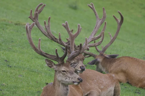 Ciervos Animales Salvajes Fauna — Foto de Stock