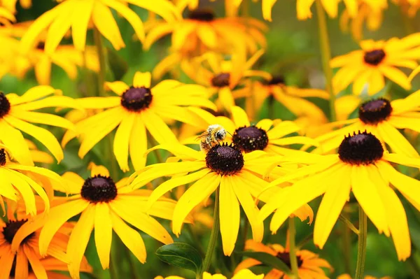 Fiori Colorati Che Crescono All Aperto — Foto Stock