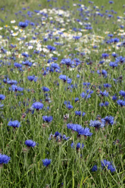 Korenbloemen Een Korenveld — Stockfoto