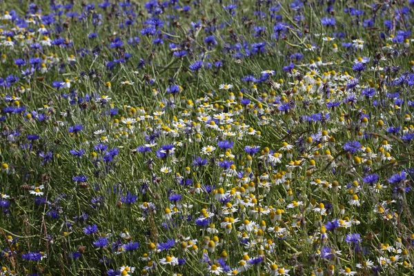 Kleurrijke Bloemen Groeien Buiten — Stockfoto