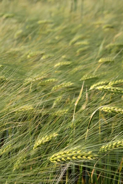Ячмінь Зернові Культури Сільського Господарства — стокове фото