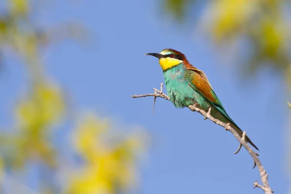 Vacker Utsikt Över Vacker Fågel Naturen — Stockfoto