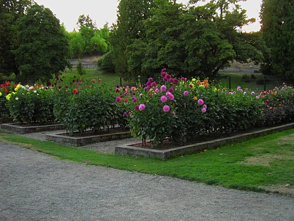 Фотографія Квітника Розташованого Громадському Парку — стокове фото