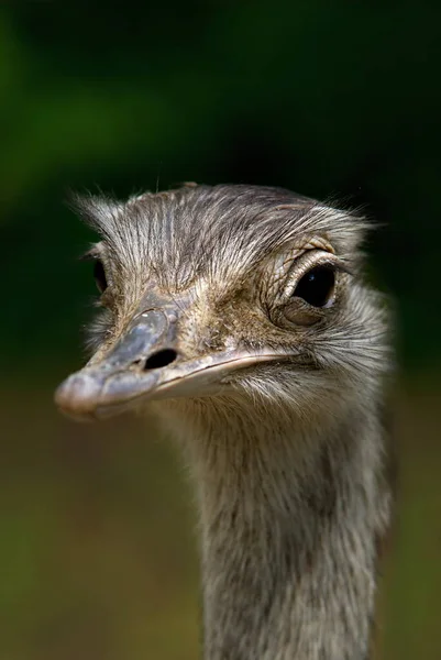 Scenic View Beautiful Ostriches Nature — Stock Photo, Image