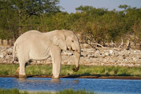 Sloní Zvíře Africké Zvíře — Stock fotografie