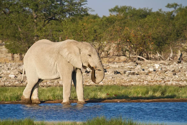 Elefantes Africanos Animais Selvagens — Fotografia de Stock