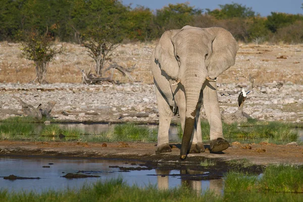 Elefantes Africanos Vida Silvestre — Foto de Stock