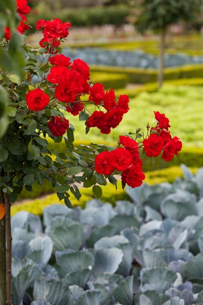 Jardines Chateau Villandry Valle Del Loira Francia — Foto de Stock