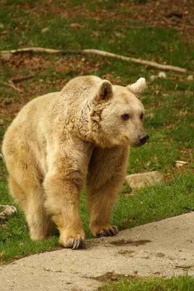 Ours Blanc Animal Prédateur — Photo