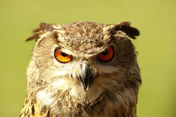 Closeup View Eagle Owl Wild Nature — Stock Photo, Image