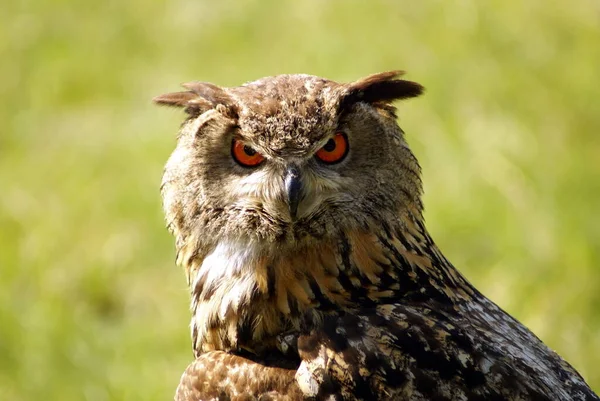 Closeup View Eagle Owl Wild Nature — Stock Photo, Image