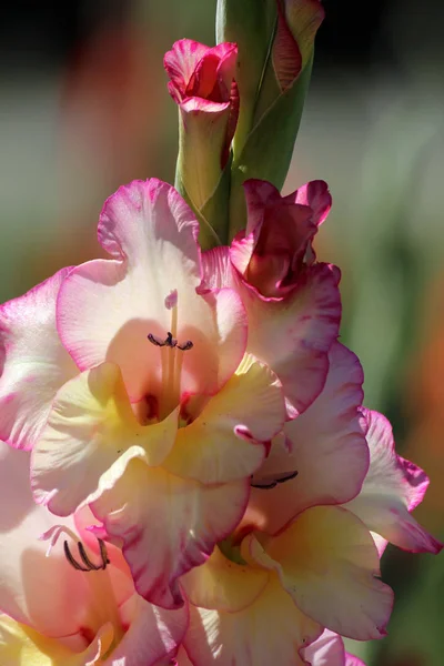 Gladiolus Virágszirmok Virágzás — Stock Fotó