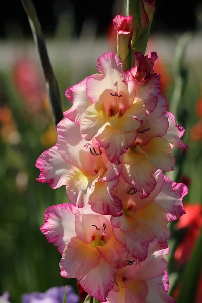 Квіти Гладіолуса Флора Листя — стокове фото
