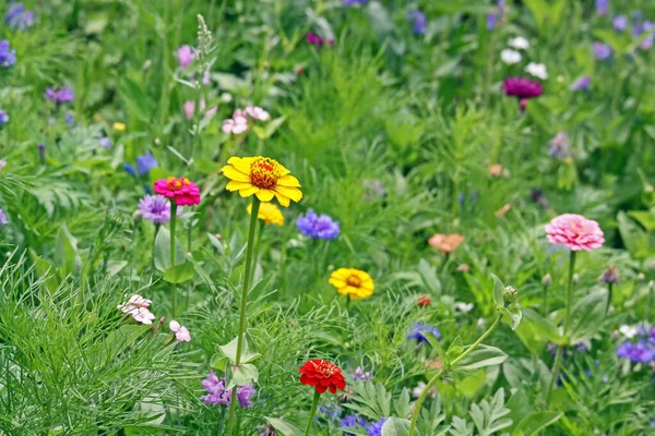 Prado Flores Coloridas Com Zinnias Amarelo Vermelho — Fotografia de Stock