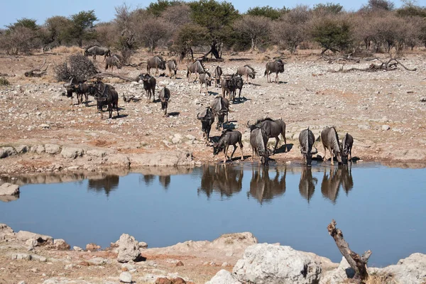 Wildebeest Állatok Vadvilág Természet Fauna — Stock Fotó