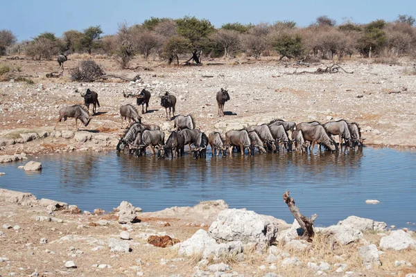 Wildebeest Animales Fauna Silvestre Fauna Natural — Foto de Stock