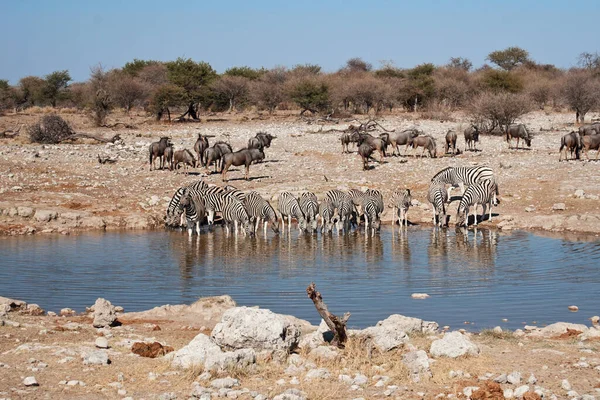 Zebra Hayvanları Vahşi Yaşam Bitki Örtüsü Fauna — Stok fotoğraf