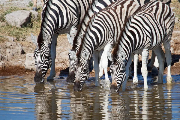 Zebra Zwierzęta Dzika Przyroda Flora Fauna — Zdjęcie stockowe
