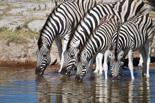 Zebra Állatok Vadon Élő Állatok Növény Állatvilág — Stock Fotó