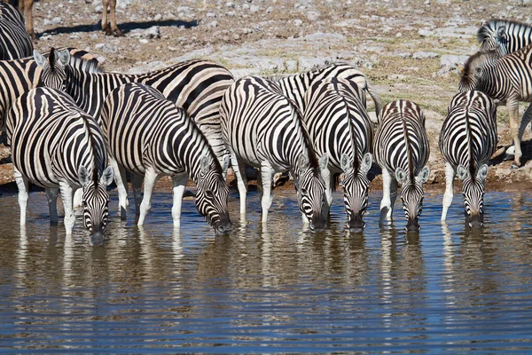 Zebra Állatok Vadon Élő Állatok Növény Állatvilág — Stock Fotó