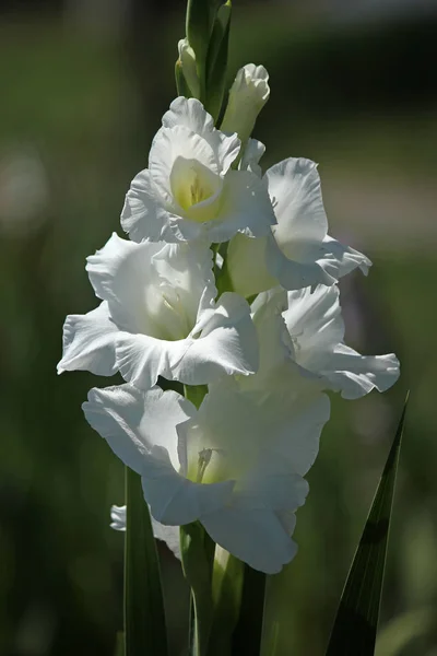Gladiolus Blomblad Blomma — Stockfoto