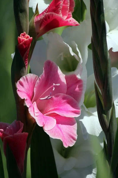 Gladiolus Virágszirmok Virágzás — Stock Fotó