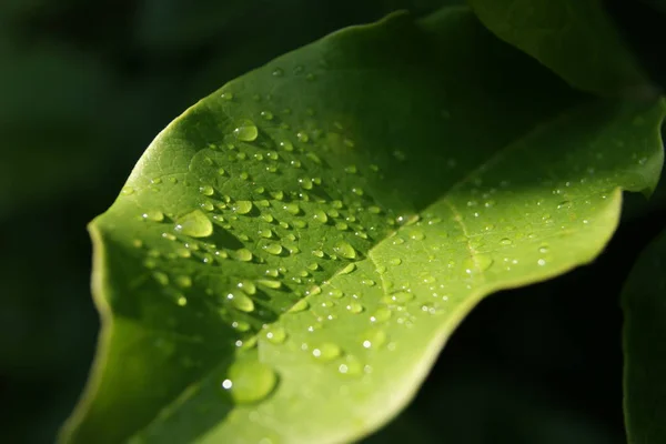 Gocce Acqua Sulla Pianta — Foto Stock