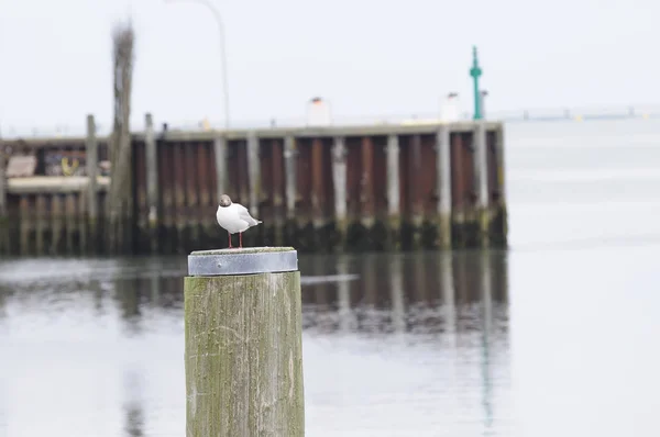 Malerischer Blick Auf Den Schönen Hafen — Stockfoto