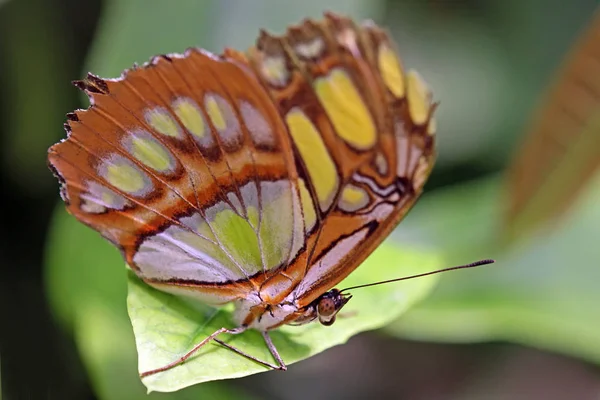 Close Bug Natureza Selvagem — Fotografia de Stock