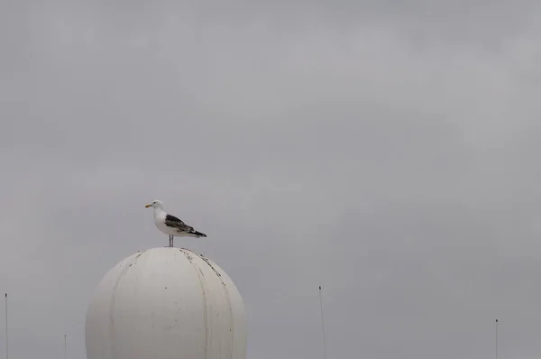 Aussichtsreiche Aussicht Auf Schöne Vögel Der Natur — Stockfoto