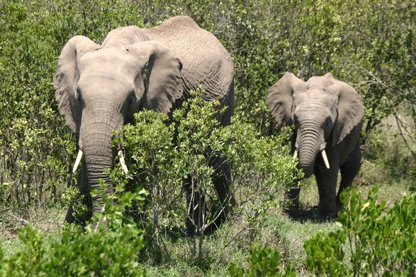 Elefantes Parque Nacional Amboseli — Fotografia de Stock