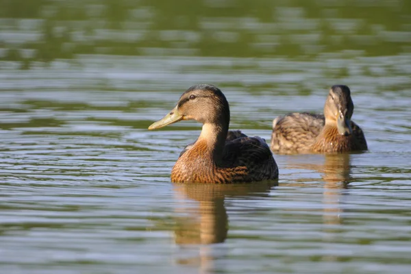 Vista Cênica Pato Mallard Bonito Natureza — Fotografia de Stock