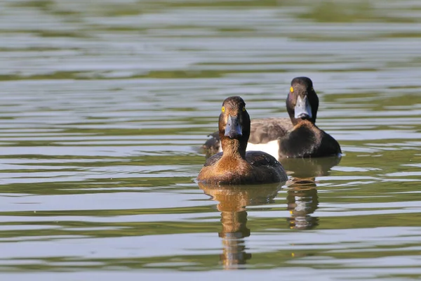 Tema Del Pájaro Pintoresco Tiro — Foto de Stock