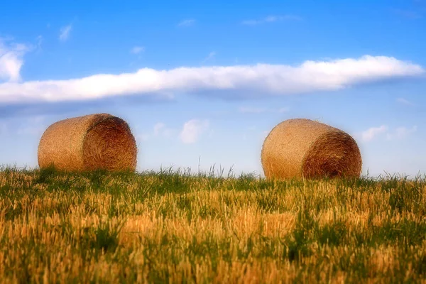 Agriculture Field Straw Bales — Stock Photo, Image