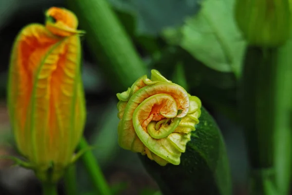 Warzywa Cukiniowe Ogrodzie Warzywa Ekologiczne — Zdjęcie stockowe