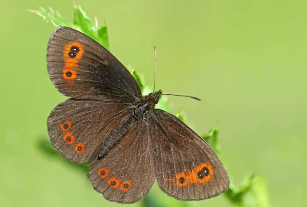 Zbliżenie Egzotycznego Motyla Koncepcja Dzikości — Zdjęcie stockowe
