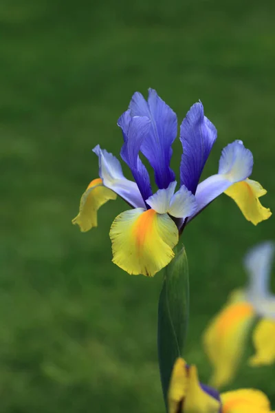 Schöne Botanische Aufnahme Natürliche Tapete — Stockfoto