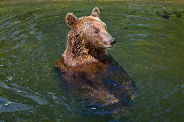 Bruine Beer Zwemmen Het Water Tijdens Zomer Warmte — Stockfoto