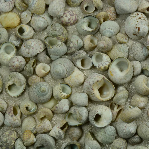 Conchas Mar Conchas Mejillones —  Fotos de Stock