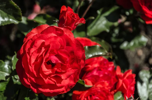 Czerwona Róża International Rose Test Garden Portland Stanie Oregon — Zdjęcie stockowe