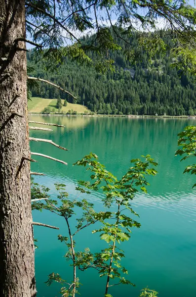 Drzewo Nad Jeziorem Austrii Turkusową Wodą — Zdjęcie stockowe
