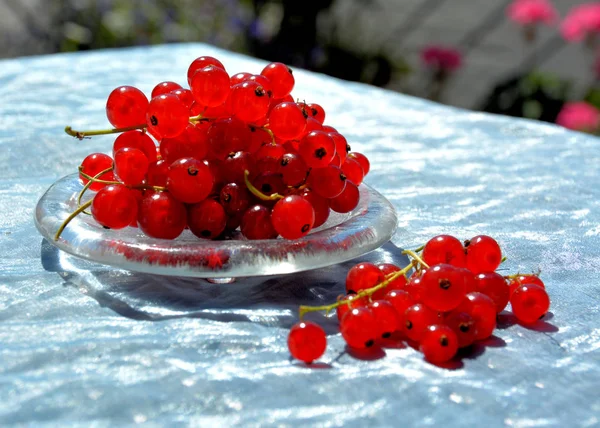 Red Currants Snacking — Stock Photo, Image